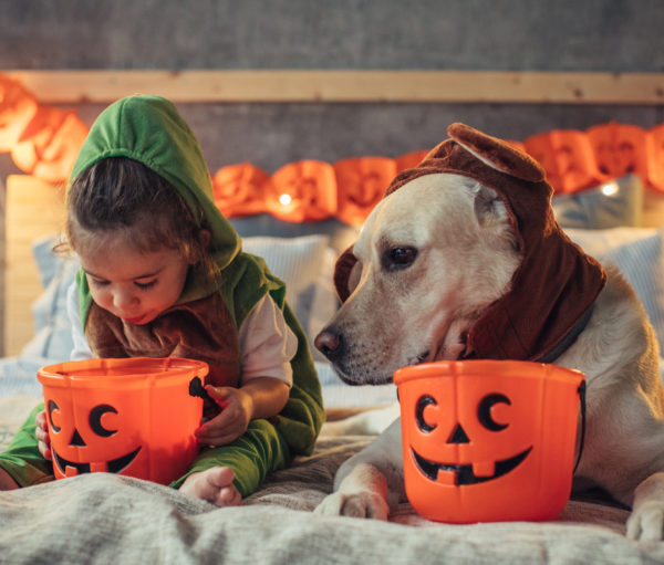 Little boy and his dog in costumes on bed celebrating Halloween